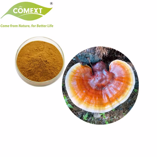 Bio-Pflanzenkräuterextrakt Ganoderma Lucidum-Pilzpulver Reishi-Pilzextrakt Ganoderma-Pilz